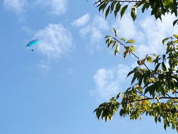 Low angle view of tree against sky