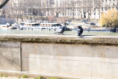 Seagull perching on retaining wall