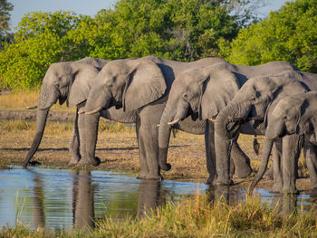 Side view of group of african elephant drinking from river, moremi game reserve, botswana