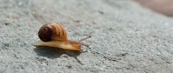 Close-up of snail