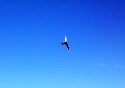 Low angle view of bird flying against clear blue sky