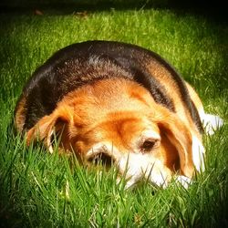 Close-up of dog lying on grassy field