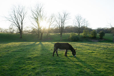Horse grazing on field against clear sky