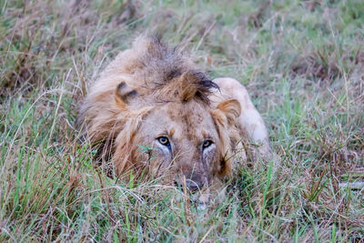 Lioness running on field