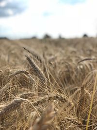 Close-up of wheat field against sky