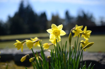 Close-up of yellow daffodil flowers blooming in field