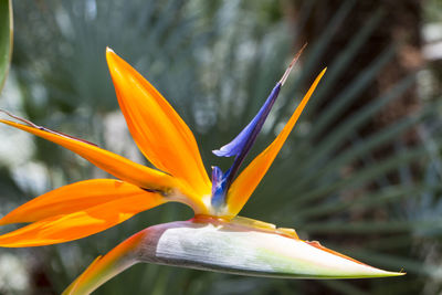 Close-up of flower against blurred background