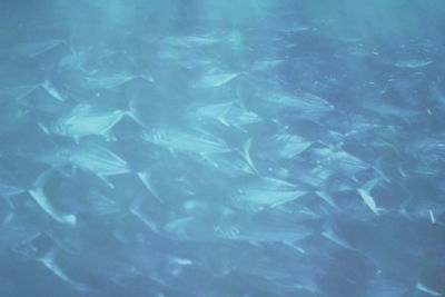 Close-up of fish swimming in water