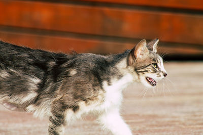 Close-up of a cat