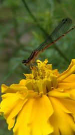 Close-up of insect on yellow flower