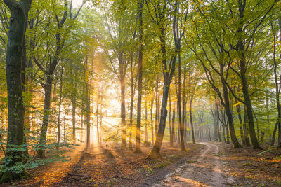 Trees in forest during autumn