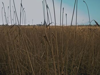 Close-up of dry plants on field against sky