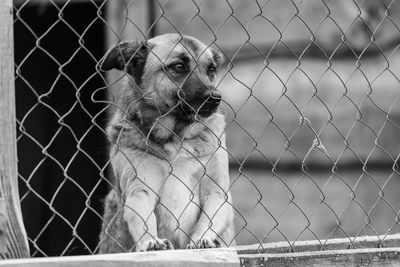 Dog looking through chainlink fence