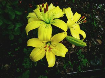 Close-up of yellow flower