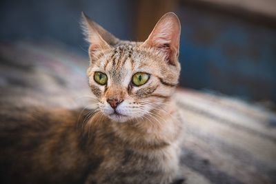 Close-up portrait of cat