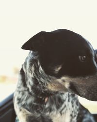 Close-up of black dog