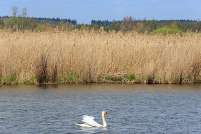 View of swan floating on lake