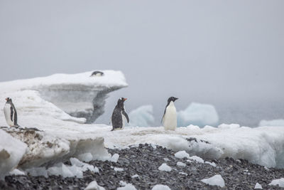 Icy coastline with lot of ice chunks, snow and gentoo penguins