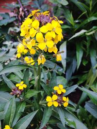 Close-up of yellow flowers blooming outdoors