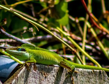 Close-up of lizard on wood