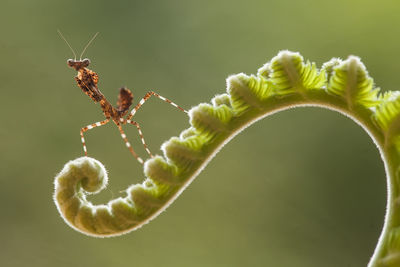 Deroplatys truncata species mantis from borneo island