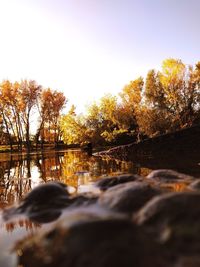 Surface level of trees by lake against sky