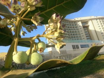 Low angle view of tree