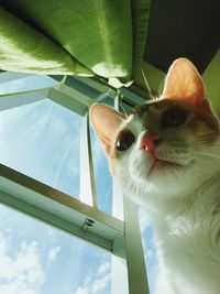 Low angle view portrait of cat
