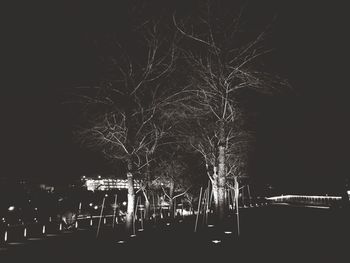 View of illuminated trees at night