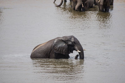 Elephant calf swimming in lake