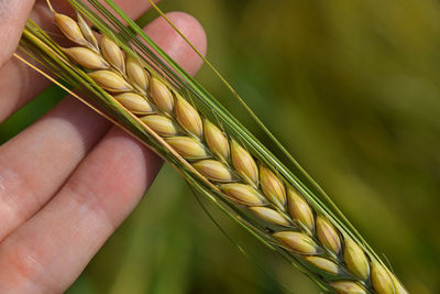 Cropped hand of woman holding wheat crop on field