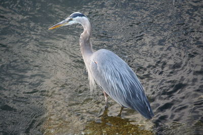 High angle view of gray heron in water