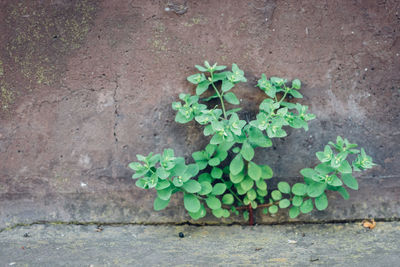 High angle view of flowering plant on footpath