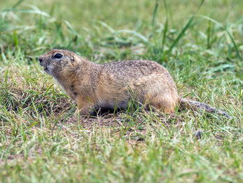 Close-up of squirrel on grassy field