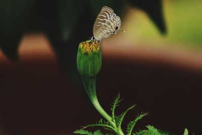 Close-up of flower bud growing outdoors