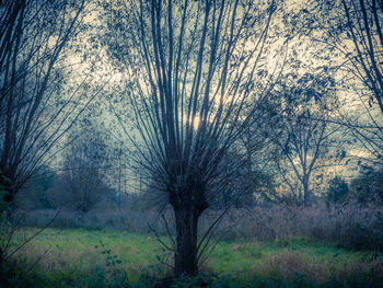 Bare trees in forest during autumn