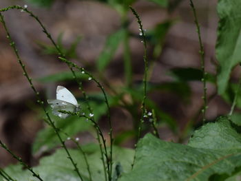 Close-up of white flowering plant