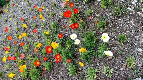 High angle view of fresh flowers blooming in field