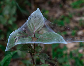 Close-up of raindrops on leaves