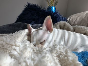 My little jackchi sleeping taking one of his daily naps