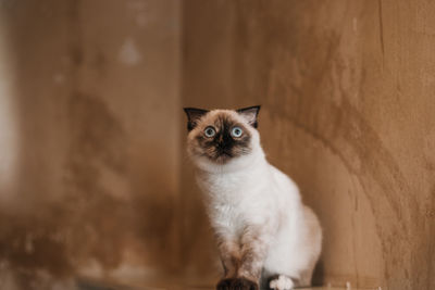 Portrait of cat looking away