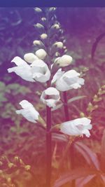 Close-up of white flowers blooming outdoors