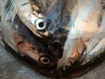 Close-up of fish