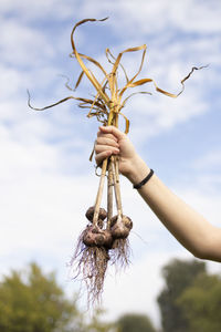 Cropped hand of woman holding garlic against sky