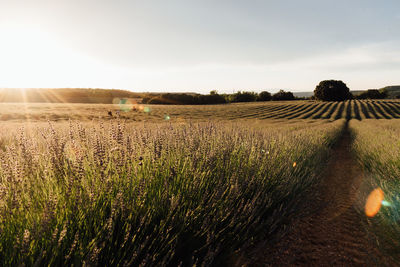 Lavender fields with golden light. summer sunset landscape in brihuega, guadalajara