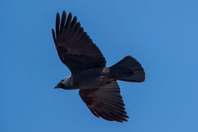 Low angle view of eagle flying against clear blue sky