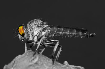 Close-up of an insect over black background