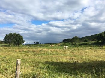 View of sheep on field against sky