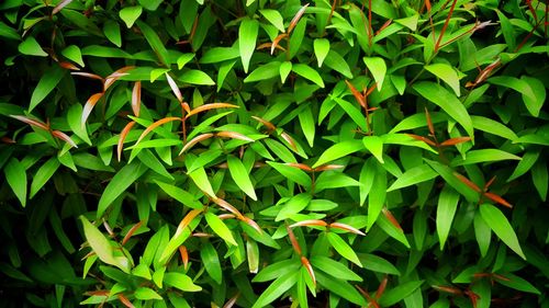 Full frame shot of plants