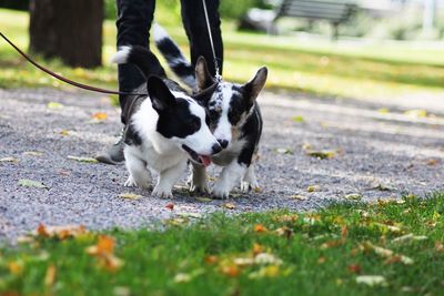 Pembroke welsh corgi 